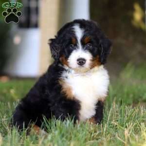 Captain, Mini Bernedoodle Puppy